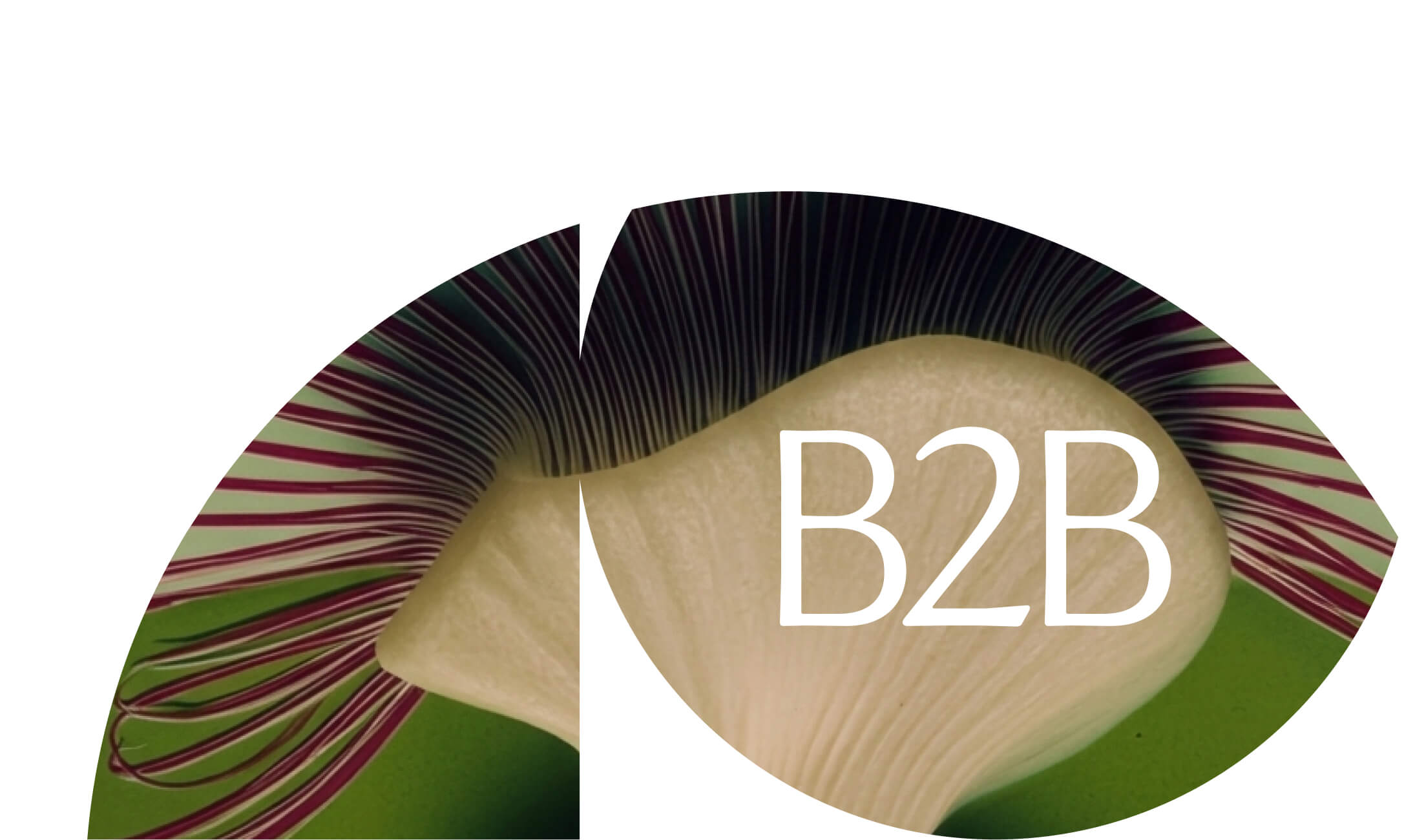 b2b (1)
